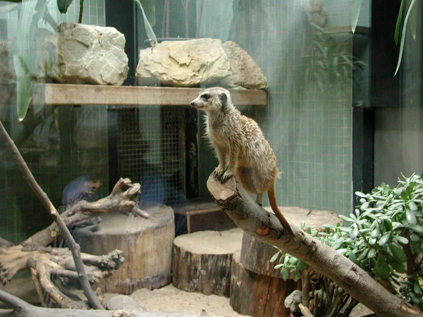 Zoológico de Berlim em 30 de março de 2002 — Fotografia de Stock