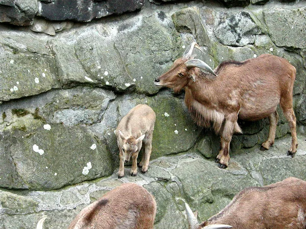 Zoo berlin am 30. März 2002 — Stockfoto