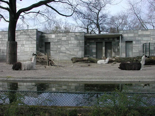 Zoológico de Berlín el 30 de marzo de 2002 — Foto de Stock
