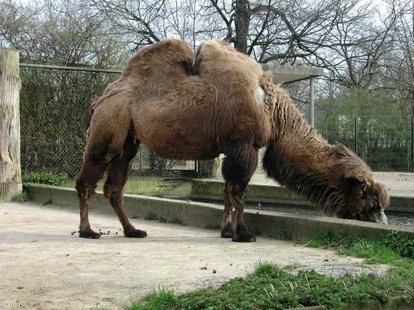 Zoo Berlin il 30 marzo 2002 — Foto Stock