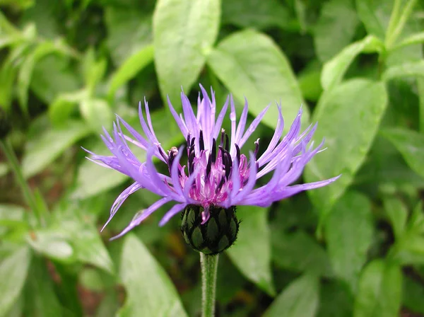 Macro flores y hojas, Jardines en Mittweida, Deutschland en — Foto de Stock