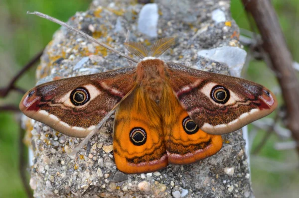 Nocny motyl cesarza — Zdjęcie stockowe