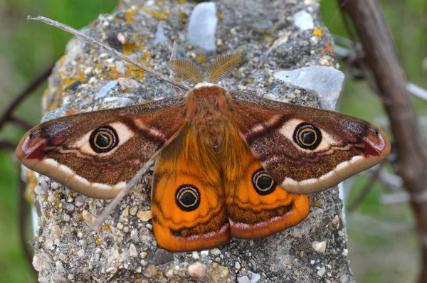 Nocny motyl cesarza Zdjęcia Stockowe bez tantiem