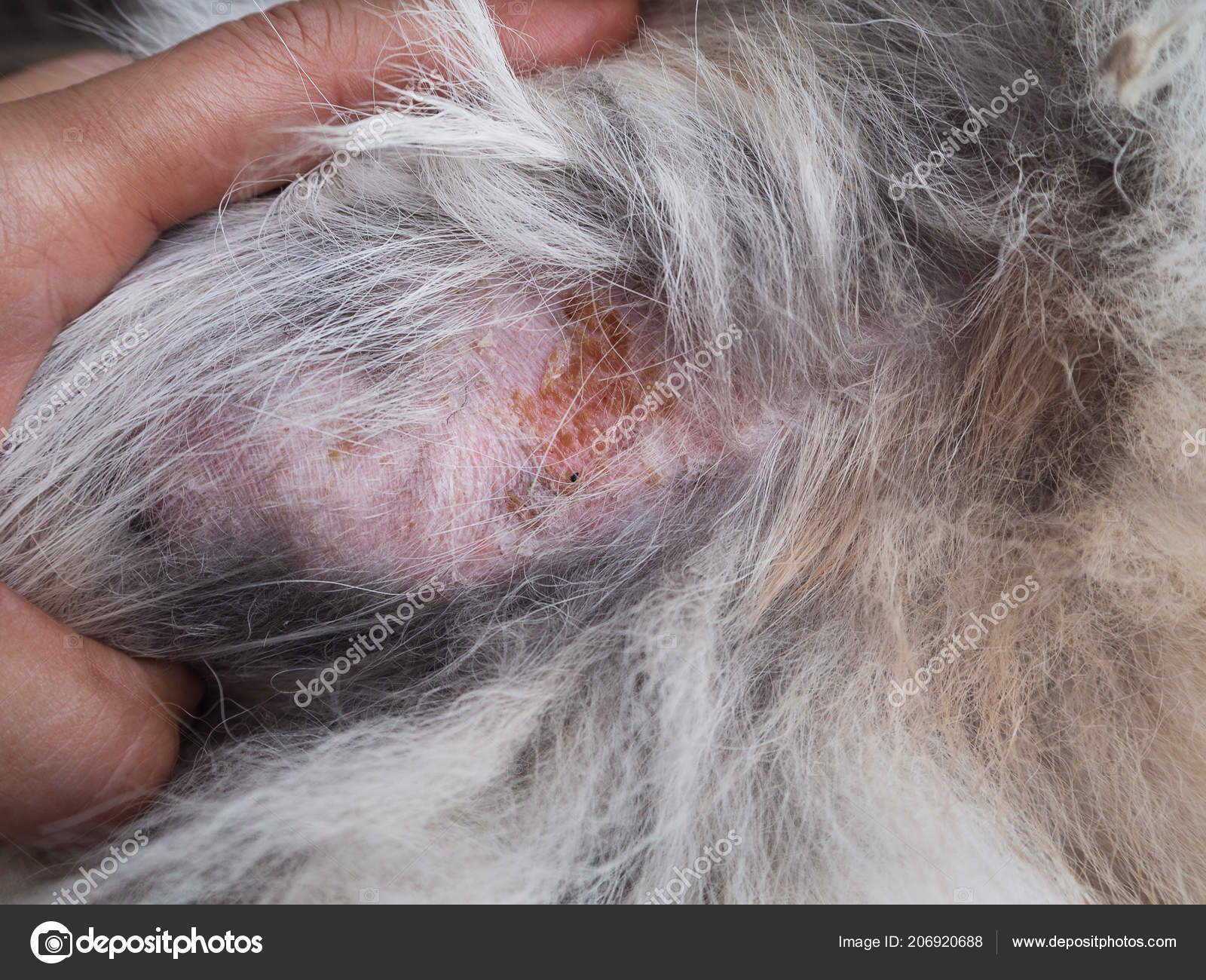Close Skin Dog Hair Show Dermatitis Dog Disease Dog Skin — Stock Photo