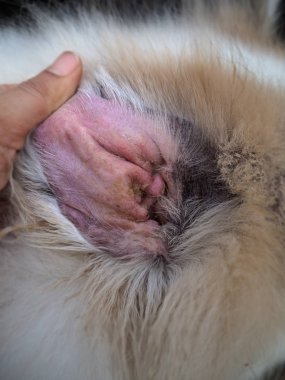Tatlı köpek kulak iltihabı, kulak balmumu ve itch.the hastalığında köpek, etrafında bulanık ışık bol.