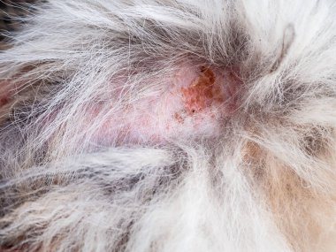Dermatit içinde köpek ve köpek cilt, kel düzensiz alan köpekler, alopesi, dermatit içinde köpek deri hastalık deri ve köpek saç, bu göstermek kapatmak