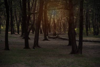 Taze hissediyorum ve dinlenmek doğa orman arka plan yansıması güneş ışığı ile ağacının en üstünde parlıyor