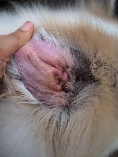 Zapalenie Ucha Zbliżenie Pies Dużą Ilością Wosku Itch Choroby Uszu — Zdjęcie stockowe