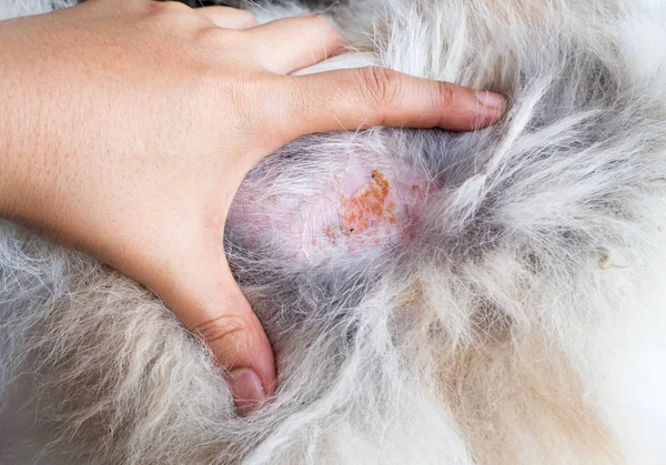 Close Skin Dog Hair Show Dermatitis Dog Disease Dog Skin — Stock Photo, Image