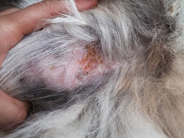 犬の皮膚炎と犬皮 ハゲ斑状部犬 脱毛症 皮膚炎犬の皮膚病は 皮膚や犬の毛 このショー間近します — ストック写真