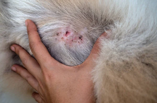 Closeup Disease Dog Skin Dermatitis Dog Skin Laminate Dog Hair — Stock Photo, Image