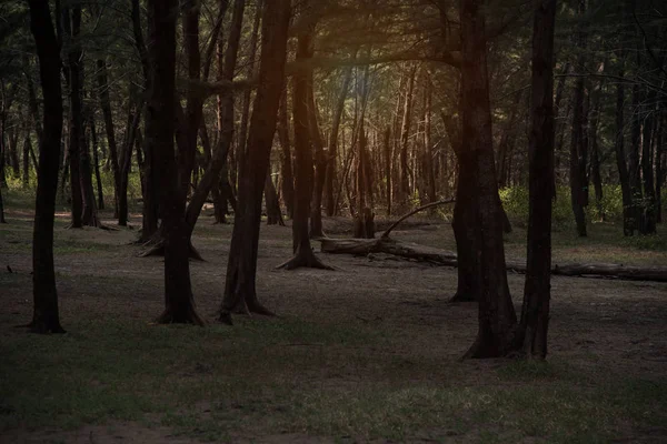 Taze Hissediyorum Dinlenmek Doğa Orman Arka Plan Yansıması Güneş Işığı — Stok fotoğraf
