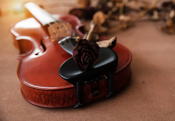 Closeup Rosa Seca Colocar Queixo Resto Violino Estilo Vintage Arte — Fotografia de Stock