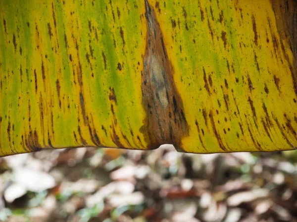 Closeup Texture Banana Leaf Dried Skin Sunlight — Stock Photo, Image