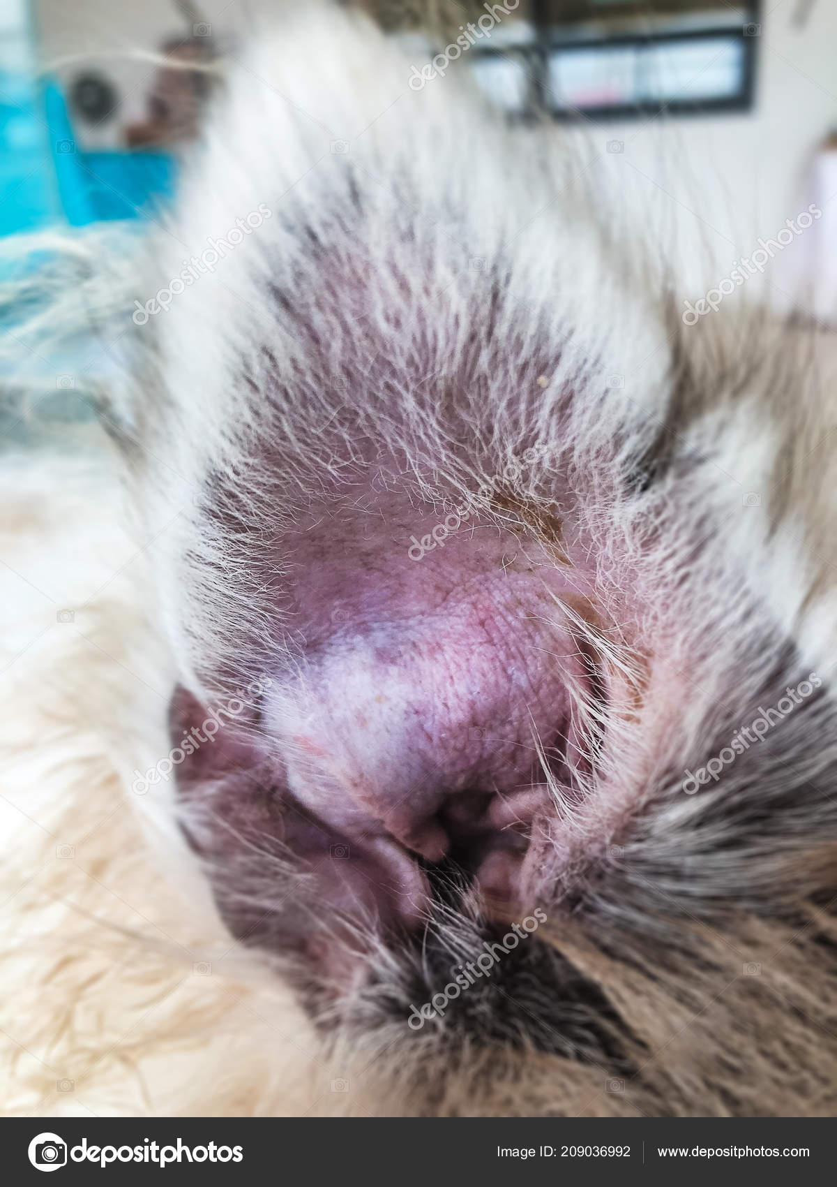 Closeup Ear Dog Skin Aural Hematoma Disease Collection Blood Skin