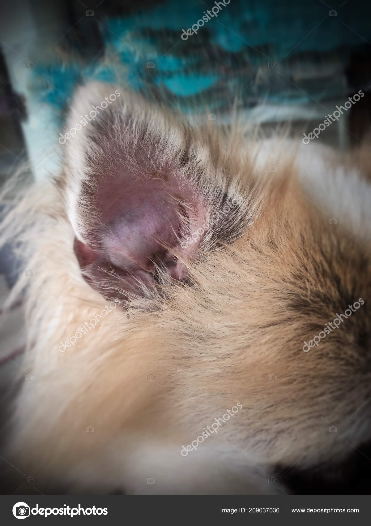 45 Top Images Aural Hematoma Cat Cost - 10 Reasons To Adopt A Cat | Houston PetTalk | Houston PetTalk