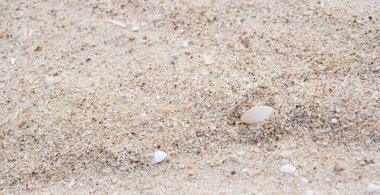 Beyaz kabuk ıslak kum, bulanık ïsïgï tarih seçici odak içinde.