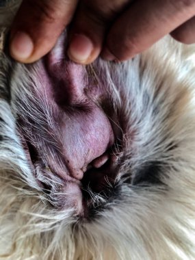 Closeup kulak köpek cilt, işitsel hematom hastalıktan kulak cilt altında kan toplanması çırp, şişmiş kulaktan fection, gösteri doku ofswollen deri ve doku hastalığı