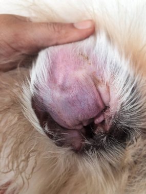 Closeup kulak köpek cilt, işitsel hematom hastalıktan kulak cilt altında kan toplanması çırp, şişmiş kulaktan fection, gösteri doku ofswollen deri ve doku hastalığı