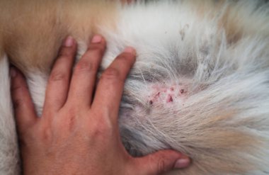 Closeup kulak köpek cilt, işitsel hematom hastalıktan kulak cilt altında kan toplanması çırp, şişmiş kulaktan fection, gösteri doku ofswollen deri ve doku hastalığı