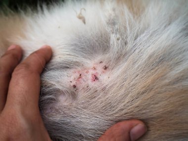 Tatlı köpek deri, dermatit içinde köpek, hastalık deri laminat ve köpek saç hastalığı düşmüş.
