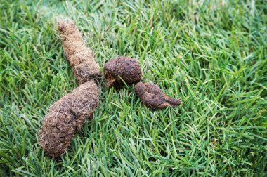 Köpek kakası yeşil çim zemin kat, gösteri doku ve detayını Closeup kaka kurutulmuş.