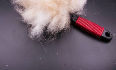 Tatlı köpek kılı sanat tasarımı, etrafında bulanık ışık siyah kurulu, groomind ve tarak, koymak sonra düşmüş