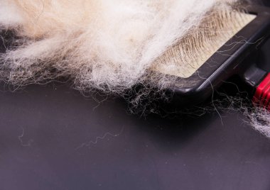 Tatlı köpek kılı sanat tasarımı, etrafında bulanık ışık siyah kurulu, groomind ve tarak, koymak sonra düşmüş