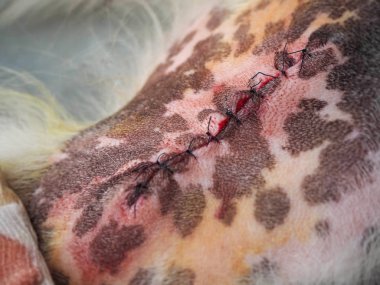 Sonra ameliyat, sonra köpek cilt üzerinde doğrusal kesik yarası köpek kesip kist köpek bacak, ipek ile gerekli üzerinden dikiş,