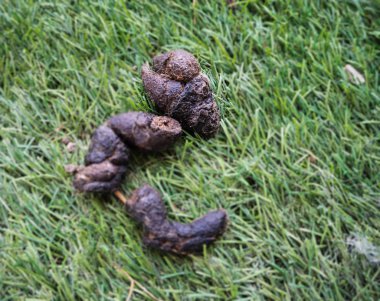 Closeup the dog's poop in green grass ground floor,show texture and detail of dried poop.blurry light around. clipart