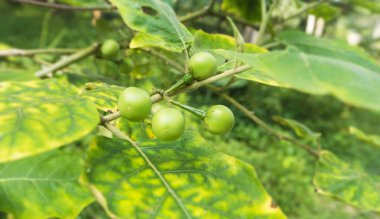 Tatlı bezelye patlıcan, bulanık hafif tasarım arka plan.