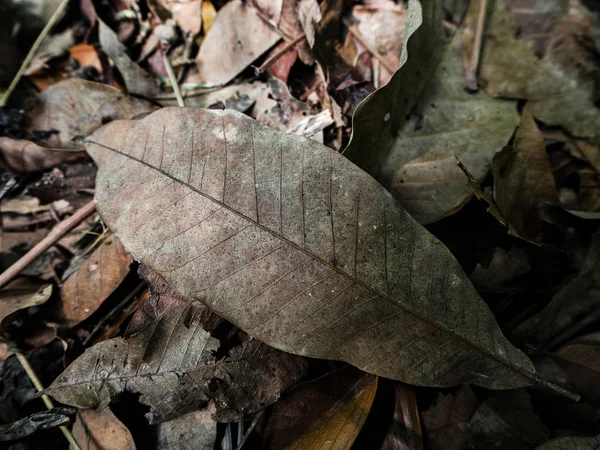 在地面上特写下的干叶 显示纹理和表面的棕色干叶 美丽的自然 模糊的光周围 — 图库照片