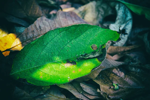 Abstract Art Design Background Green Leaf Put Brown Dried Leaves — Stock Photo, Image