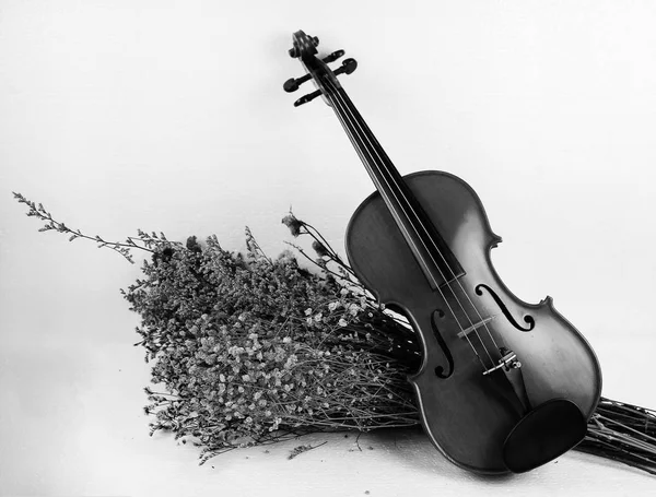 Trä Violin Sätta Bredvid Gruppen Torkad Blomma Vit Bakgrund Visa — Stockfoto