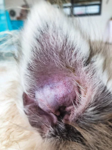 Closeup kulak köpek cilt, işitsel hematom hastalıktan kulak cilt altında kan toplanması çırp, şişmiş kulaktan fection, gösteri doku ofswollen deri ve doku hastalığı