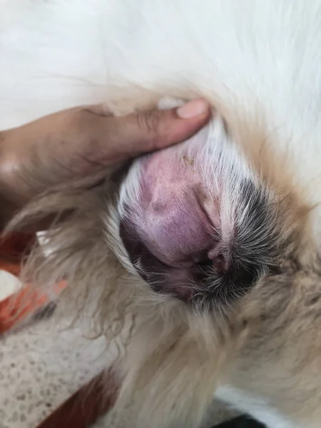 Fechar Pele Cão Orelha Doença Hematoma Aural Partir Coleta Sangue — Fotografia de Stock