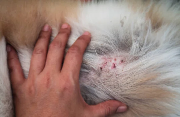 クローズ アップ耳犬の皮膚 耳の皮膚の下に血のコレクションから 耳血腫病フラップ Fection ショー テクスチャ Ofswollen 皮膚病のテクスチャから腫れ耳 — ストック写真
