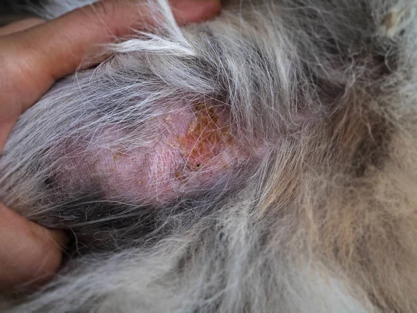 Closeup the skin and dog hir,this show the Dermatitis in dog and disease on dog skin from itching and scratch.