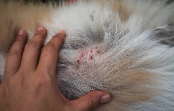 Nahaufnahme Der Krankheit Auf Hund Haut Dermatitis Bei Hund Laminat