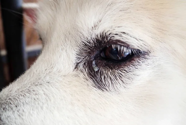 Foco Seletivo Olho Cão Excreções Olho Gengivas Cão Não Saudável — Fotografia de Stock