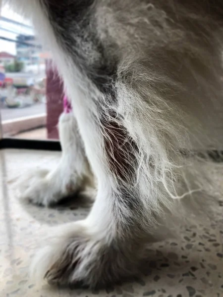 Tatlı köpek bacak yalama yalamak için ıslak yaralar ile o göstermek kaşıntı ve alerji hastalığı,