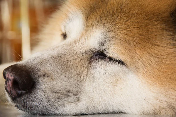 Pies Zbliżenie Twarzy Zamknij Oczy Śpiących Psów Parterze Rozmyte Światło — Zdjęcie stockowe
