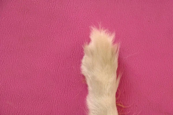 The over head view of dog leg and paw,on pink pattern board,