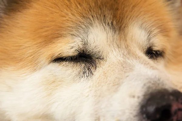 Köpek Suratı Bulanık Hafif Tasarım Backgorun — Stok fotoğraf