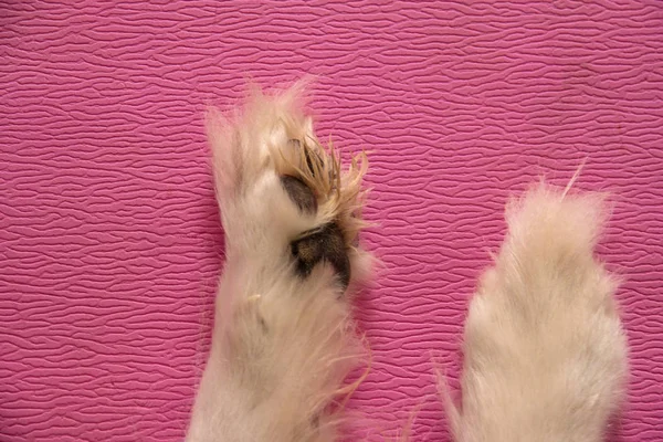 The over head view of dog legs and paws,put legs on pink pattern board,