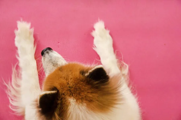 Selektywnej Ostrości Głowy Nos Psa Góry Wzór Różowy Board Blurry — Zdjęcie stockowe
