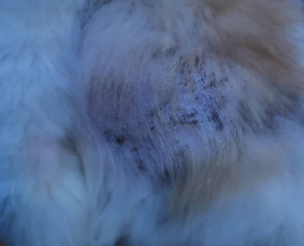 Close Skin Dog Hair Show Dermatitis Dog Disease Dog Skin — Stock Photo, Image