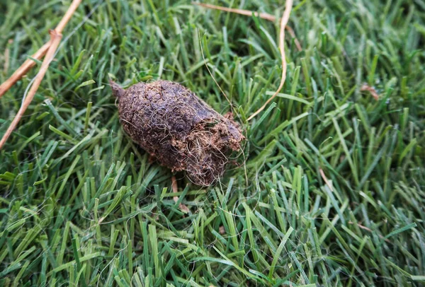 Closeup Dog Poop Green Grass Ground Floor Show Texture Detail — Stock Photo, Image