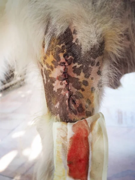 犬伤术后 切口在狗皮上切开 从狗腿上切出囊肿 需要用丝缝线缝合 — 图库照片