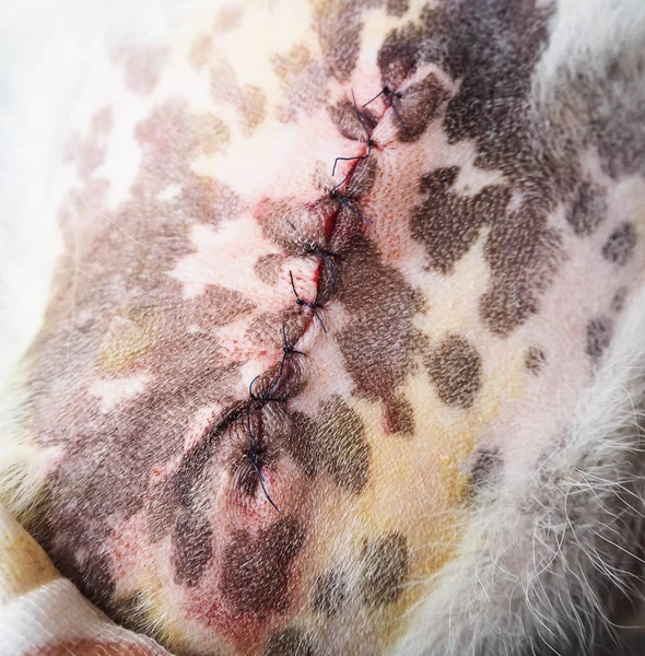 The dog wound after surgery,The incision linear on dog skin after cut Cyst out from dog leg,needed with silk Sutures,